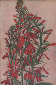 Cardinal Flower